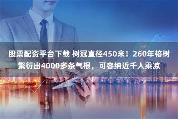 股票配资平台下载 树冠直径450米！260年榕树繁衍出4000多条气根，可容纳近千人乘凉